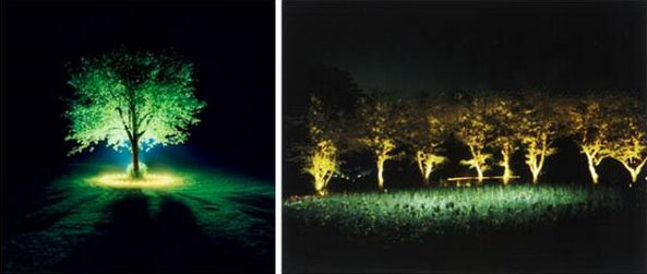 中高樹木照明實景照明效果